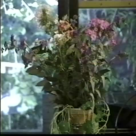 Thumbnail image for BSK _ Herb Garden Pt 3